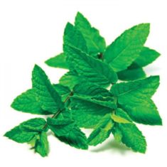 Fresh Mint E-Liquid